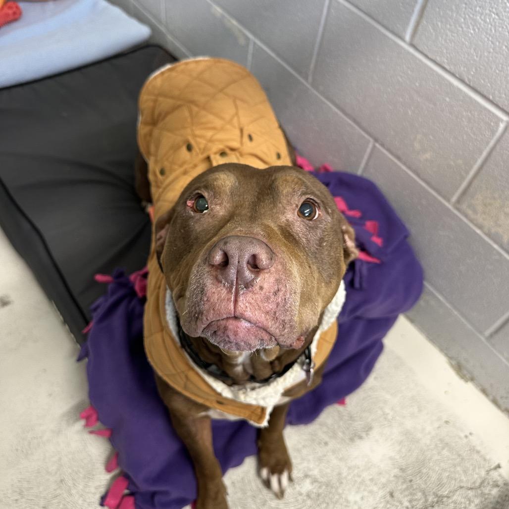 Enlarge Mags, a Adoptable Pit Bull Terrier in Delaware, OH image 3/6