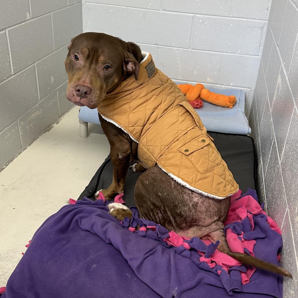 Enlarge Mags, a Adoptable Pit Bull Terrier in Delaware, OH image 4/6