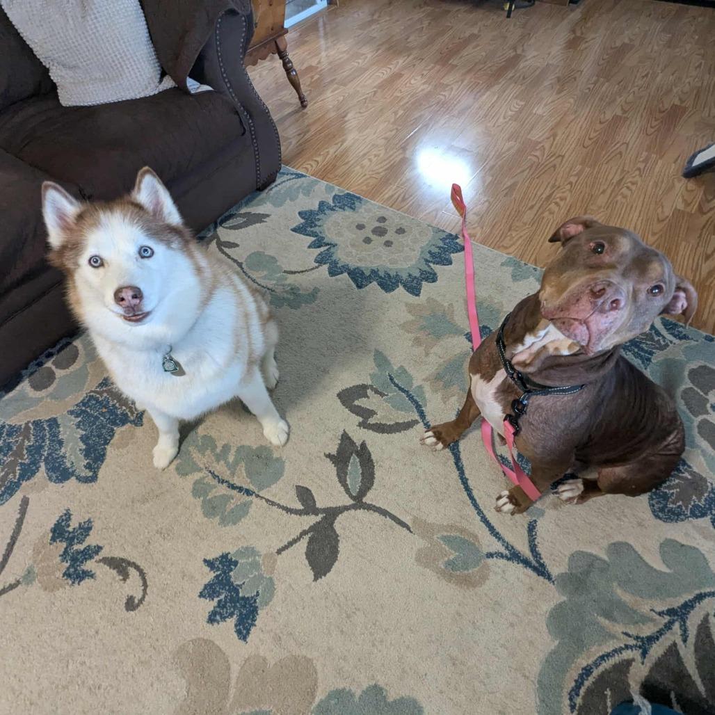 Enlarge Mags, a Adoptable Pit Bull Terrier in Delaware, OH image 5/6