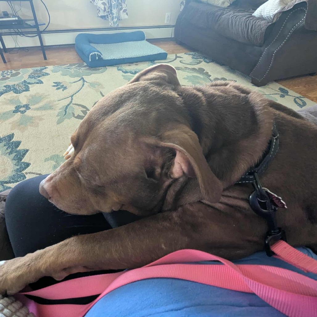 Enlarge Mags, a Adoptable Pit Bull Terrier in Delaware, OH image 6/6