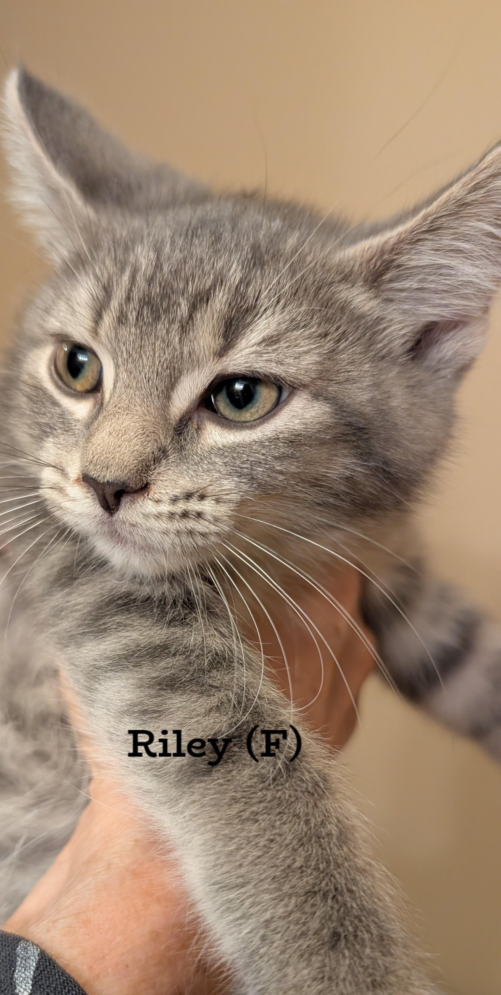 Riley (female), Adopted, Young Female Domestic Short Hair.