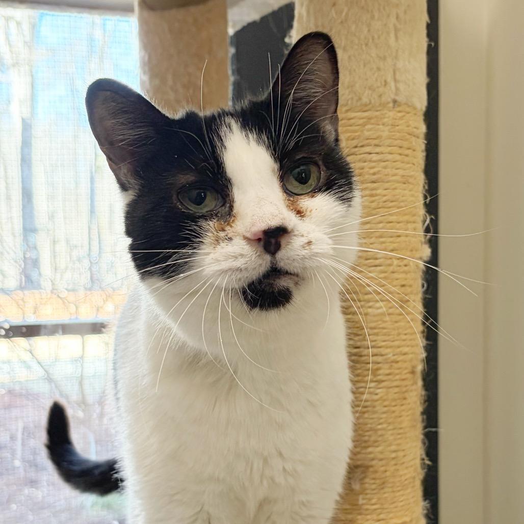 Enlarge Mitzi, a Adoptable Domestic Short Hair in Cumming, GA image 1/6