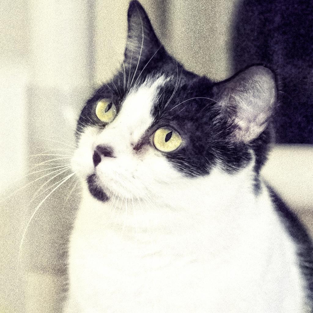 Mitzi, Adoptable, Senior Female Domestic Short Hair.