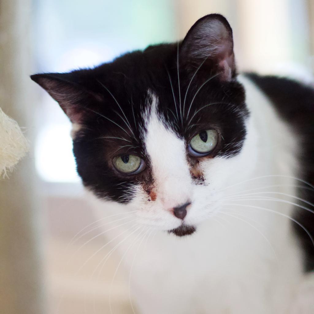 Mitzi, a Adoptable Domestic Short Hair in Cumming, GA image 2/5