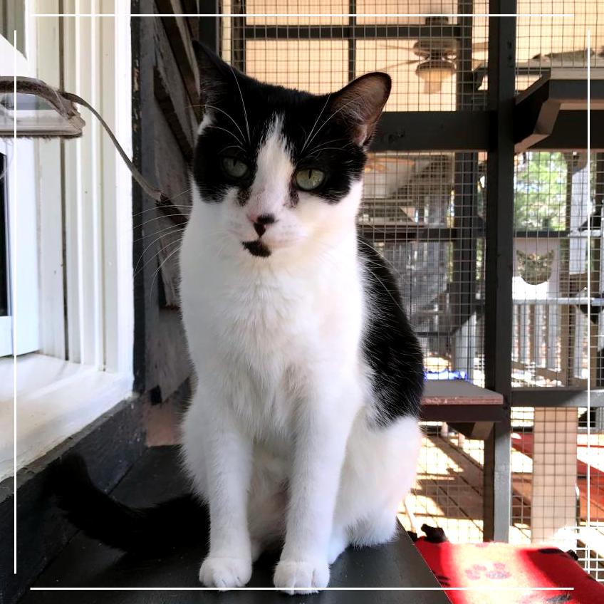 Mitzi, a Adoptable Domestic Short Hair in Cumming, GA image 4/5