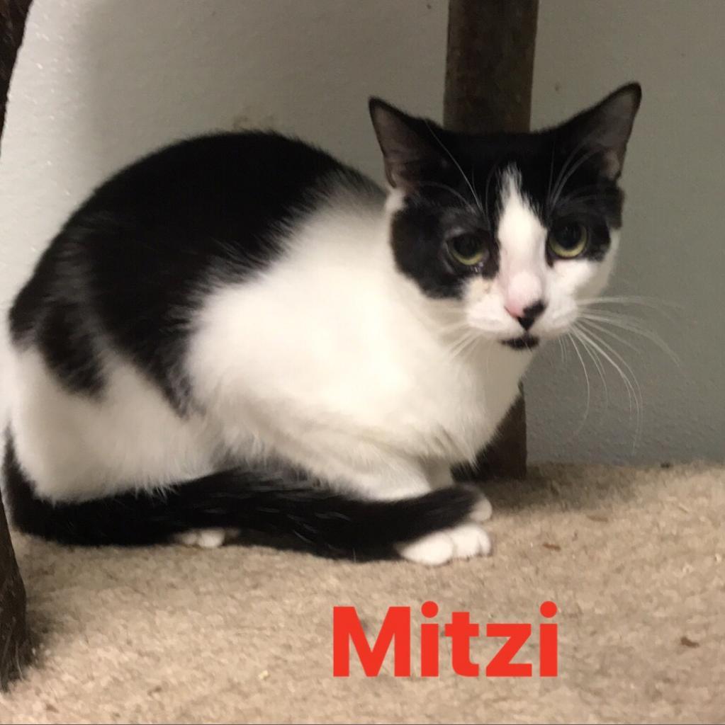 Mitzi, a Adoptable Domestic Short Hair in Cumming, GA image 5/5