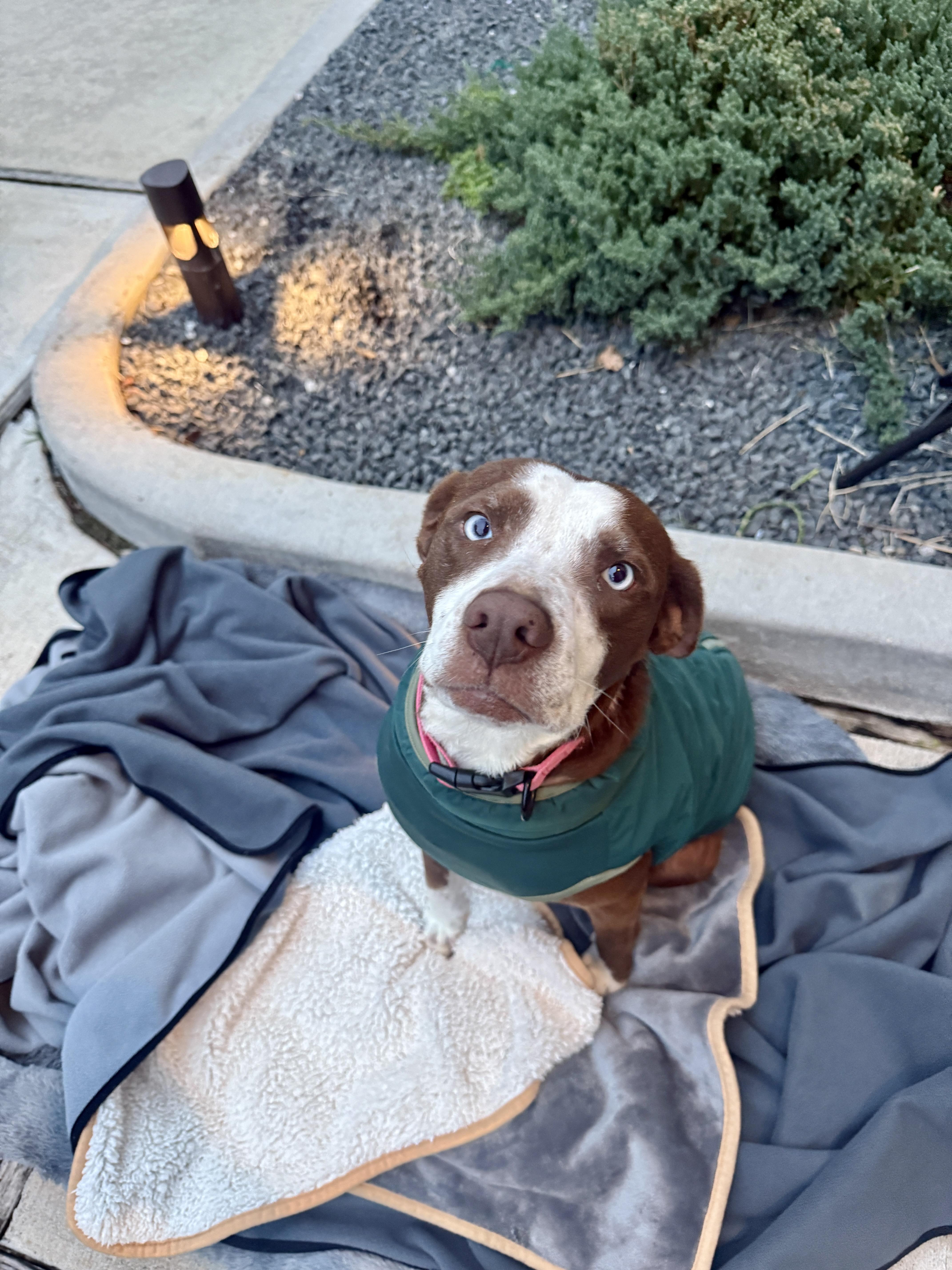 Enlarge Mama Rosemary, a Adoptable mixed breed in Commerce City, CO image 4/6