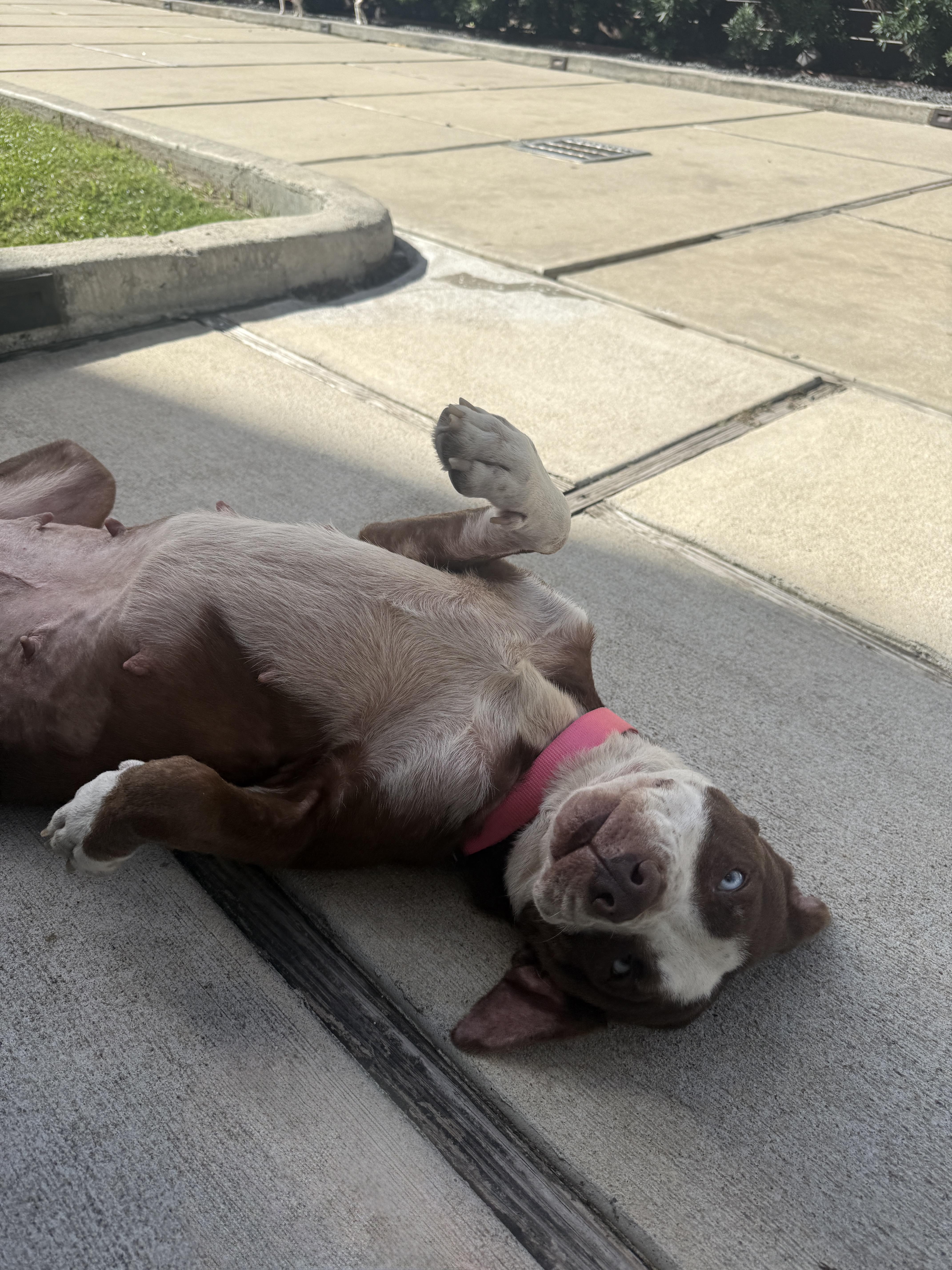 Enlarge Mama Rosemary, a Adoptable mixed breed in Commerce City, CO image 3/6