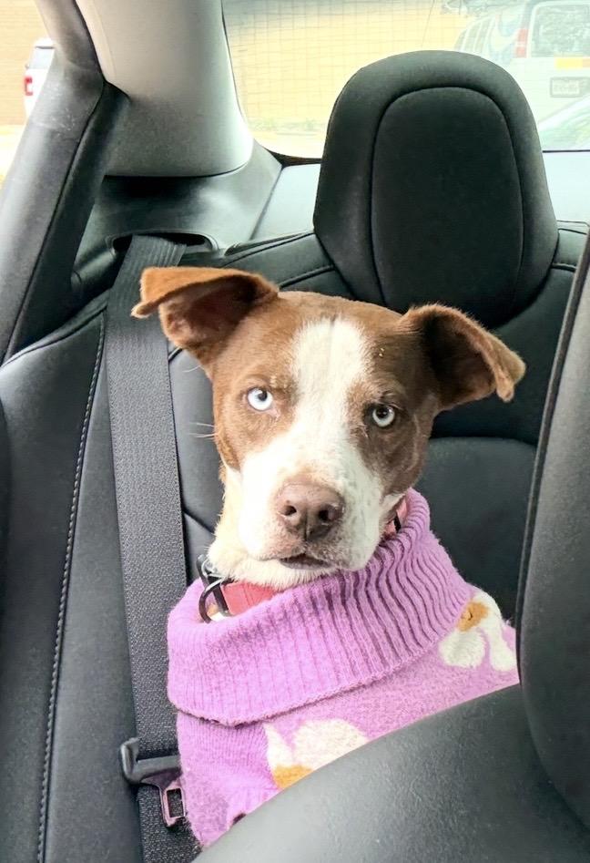 Mama Rosemary, Adoptable, Adult Female Labrador Retriever.