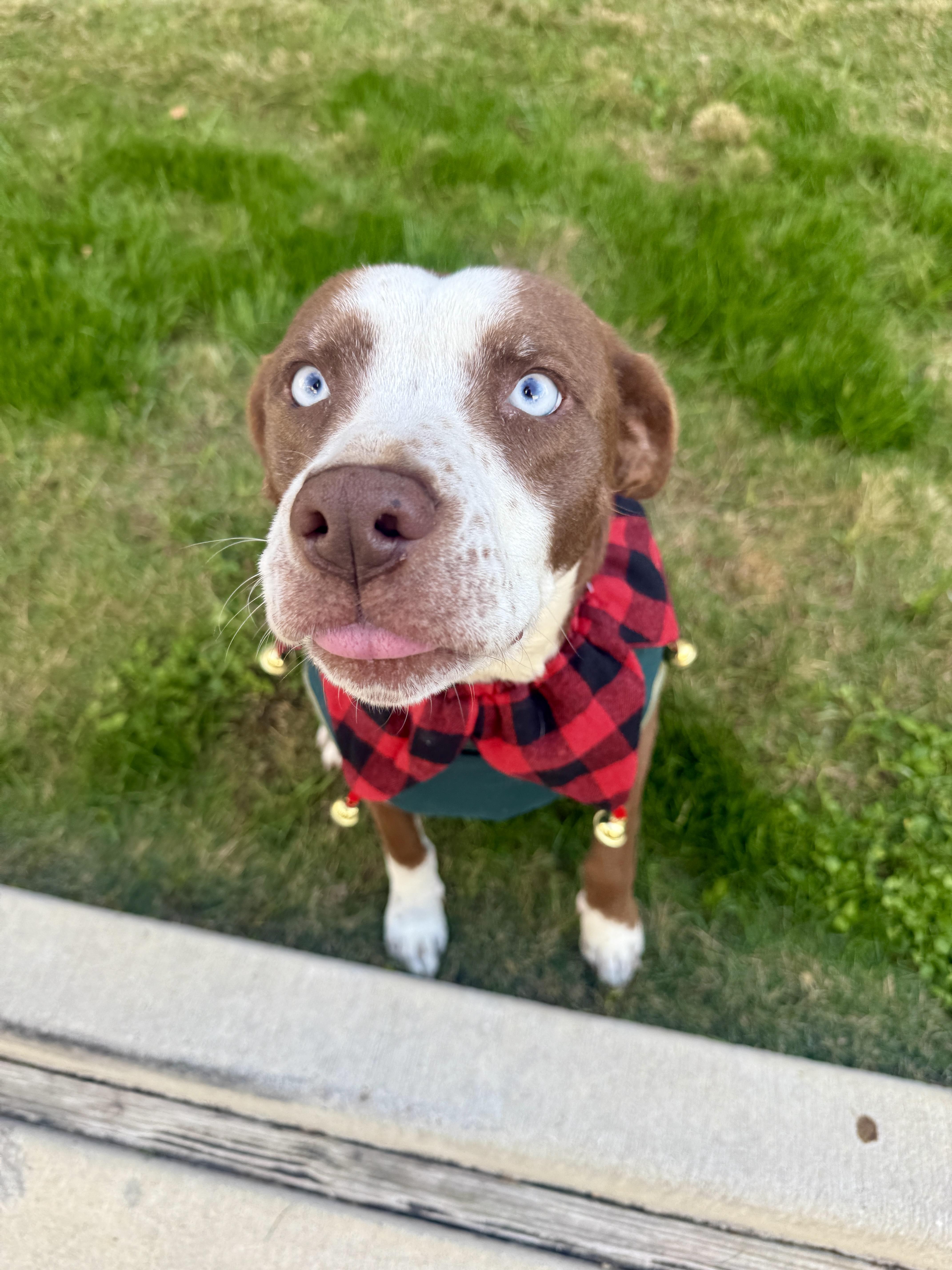 Enlarge Mama Rosemary, a Adoptable mixed breed in Commerce City, CO image 5/6