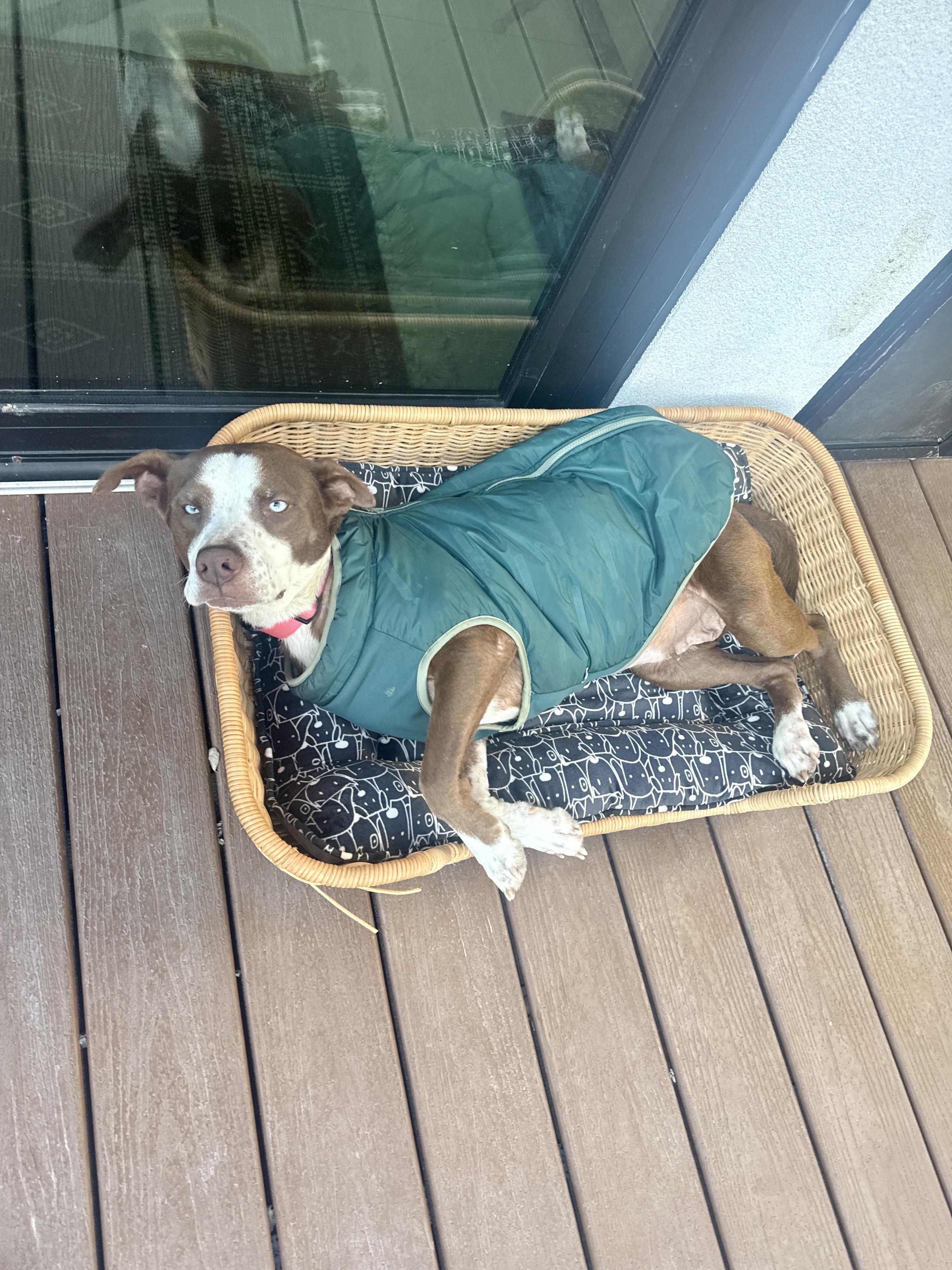 Enlarge Mama Rosemary, a Adoptable mixed breed in Commerce City, CO image 6/6