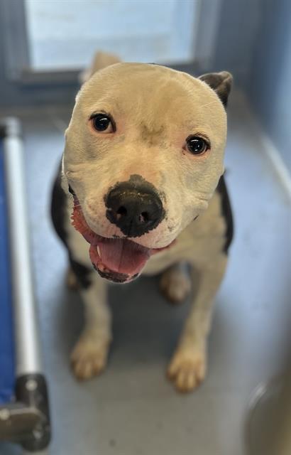 Enlarge CHICO VALENTINO, a Adoptable Pit Bull Terrier in Downey, CA image 1/1