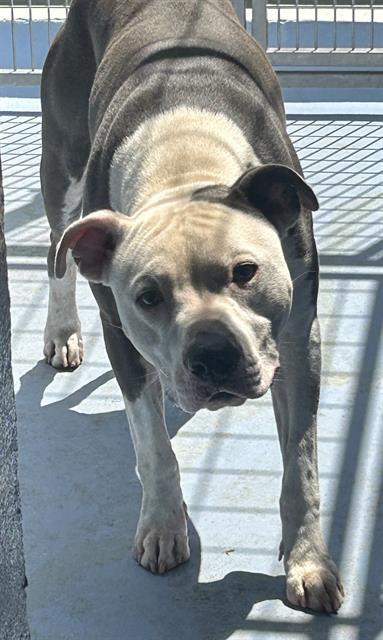 CHICO VALENTINO GARCIA, Adoptable, Young Male Pit Bull Terrier.