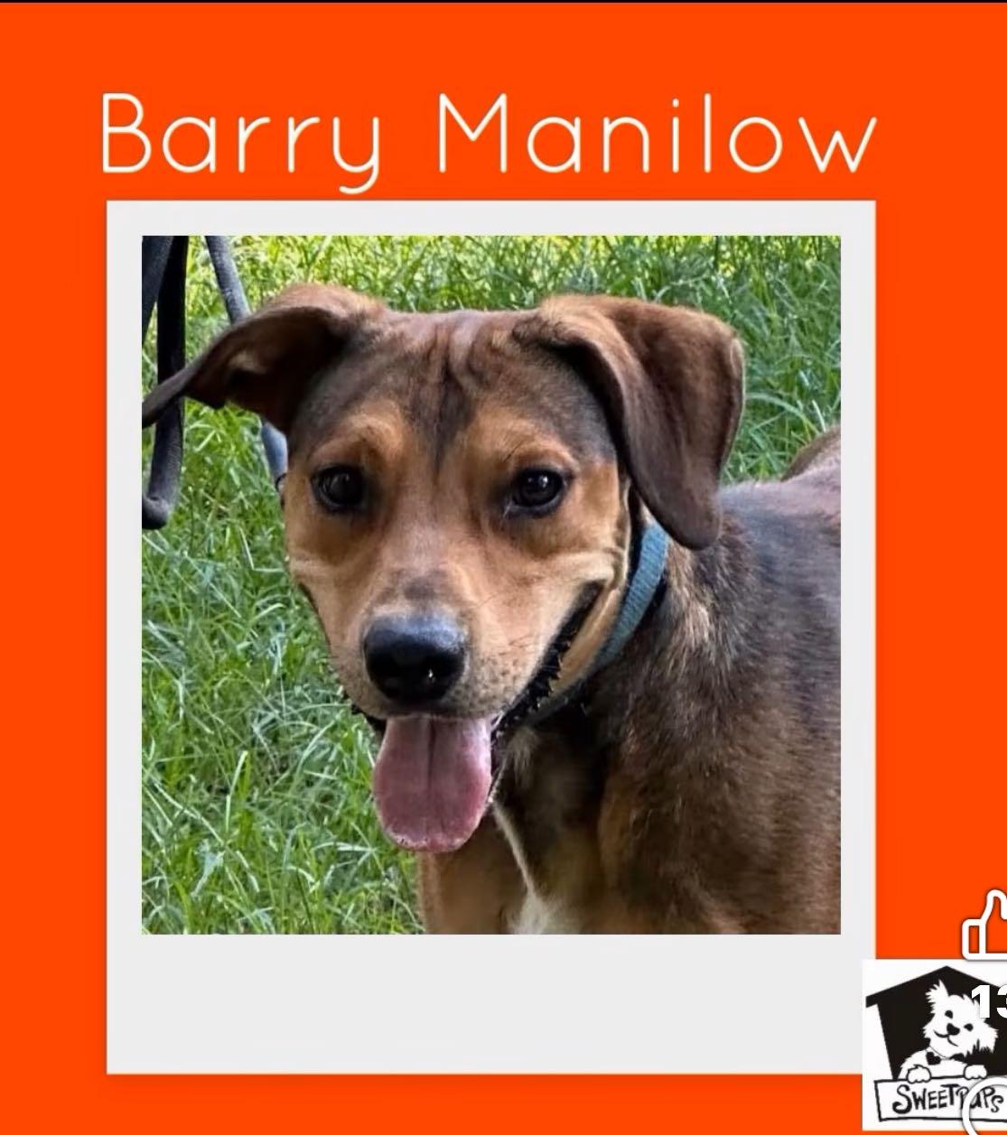 Enlarge Barry Manilow, a Adoptable mixed breed in Brattleboro, VT image 2/3