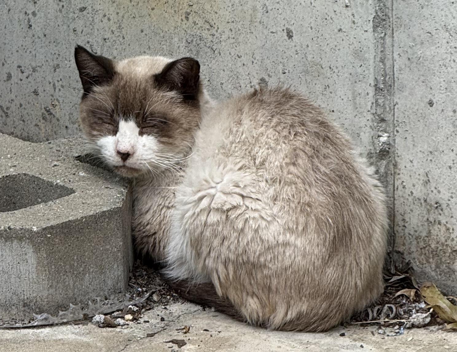 Gaeko, adoptable, Adult Male Siamese & American Shorthair.
