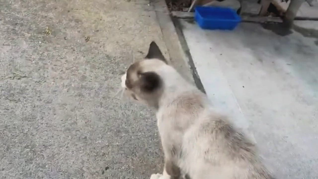 Enlarge Gaeko, an adoptable mixed breed in New York, NY video 1/3