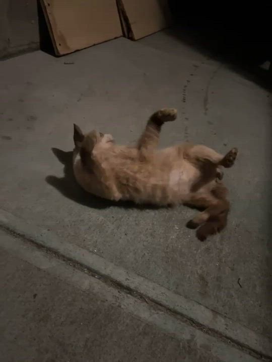 Enlarge Gaeko, an adoptable mixed breed in New York, NY video 2/3