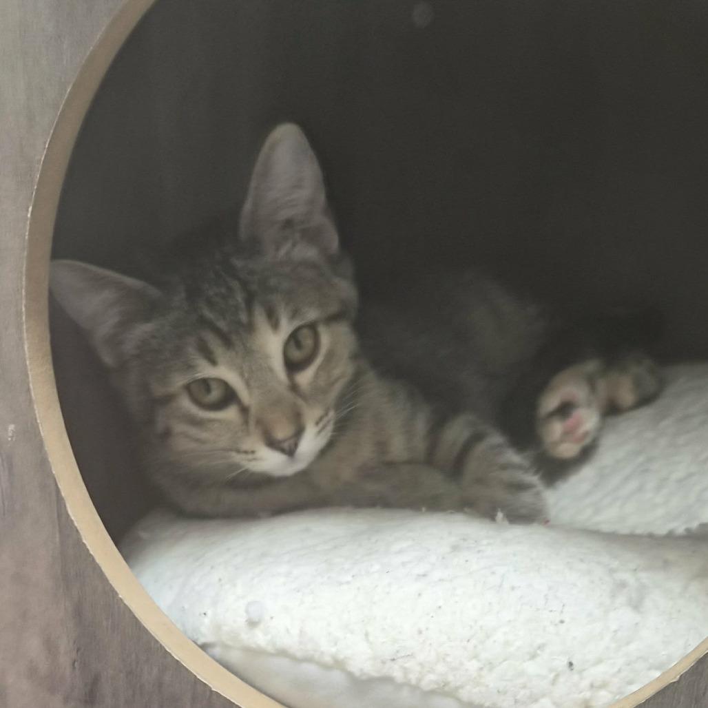 Violin, Adoptable, Kitten Female Domestic Short Hair.