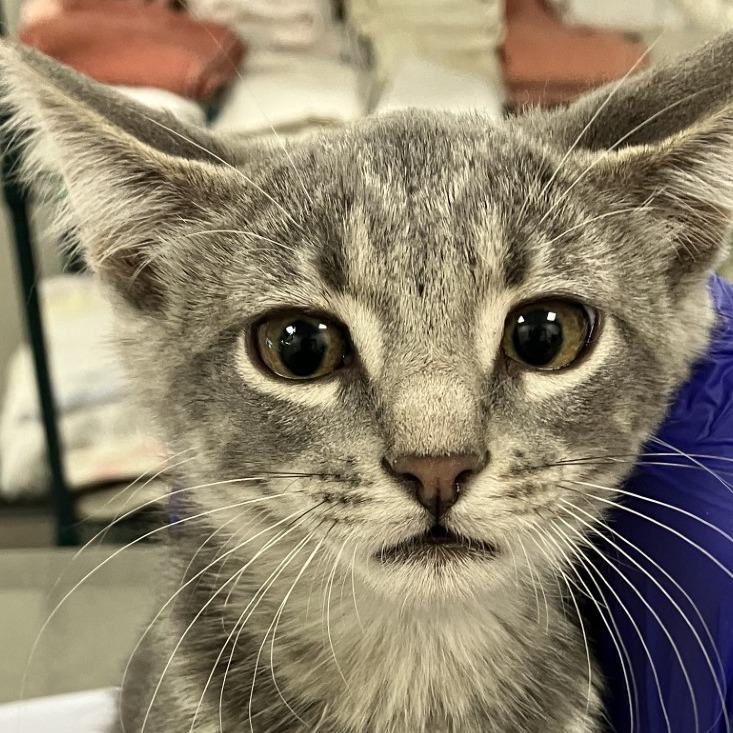 Enlarge Violin, a Adoptable Domestic Short Hair in Las Cruces, NM image 3/4