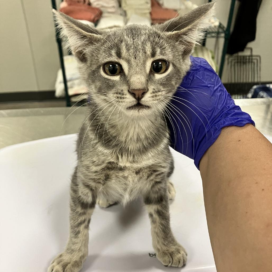 Enlarge Violin, a Adoptable Domestic Short Hair in Las Cruces, NM image 4/4