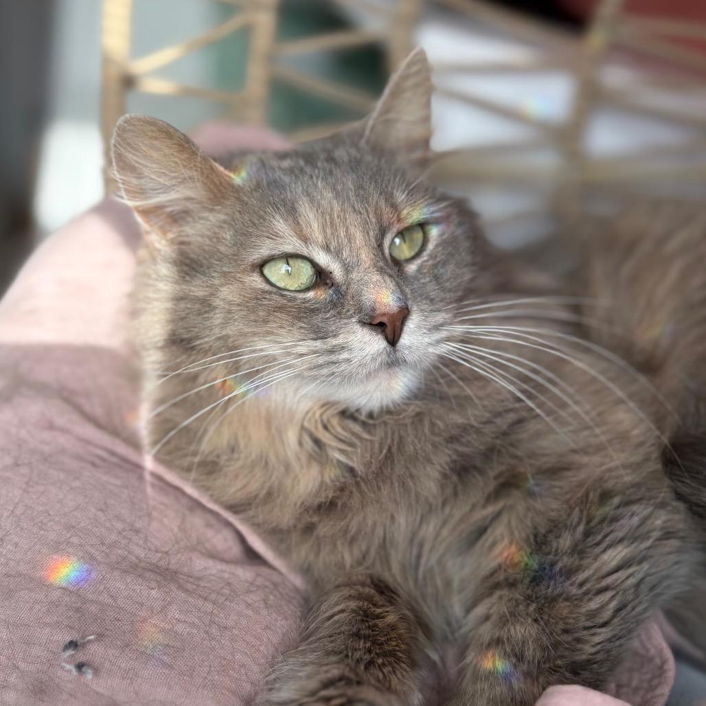 Maeve, Adoptable, Young Female Domestic Long Hair.