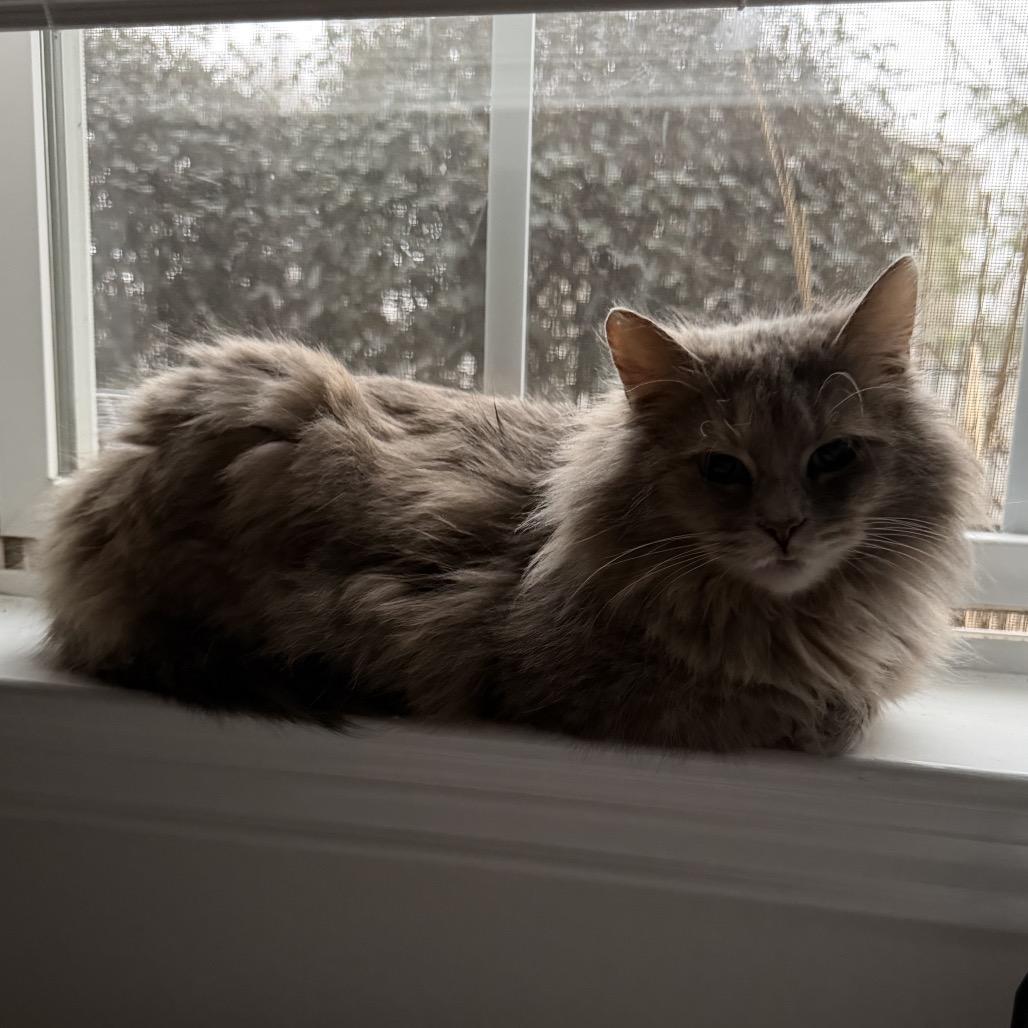 Enlarge Maeve, a Adoptable Domestic Long Hair in Lexington, KY image 1/3