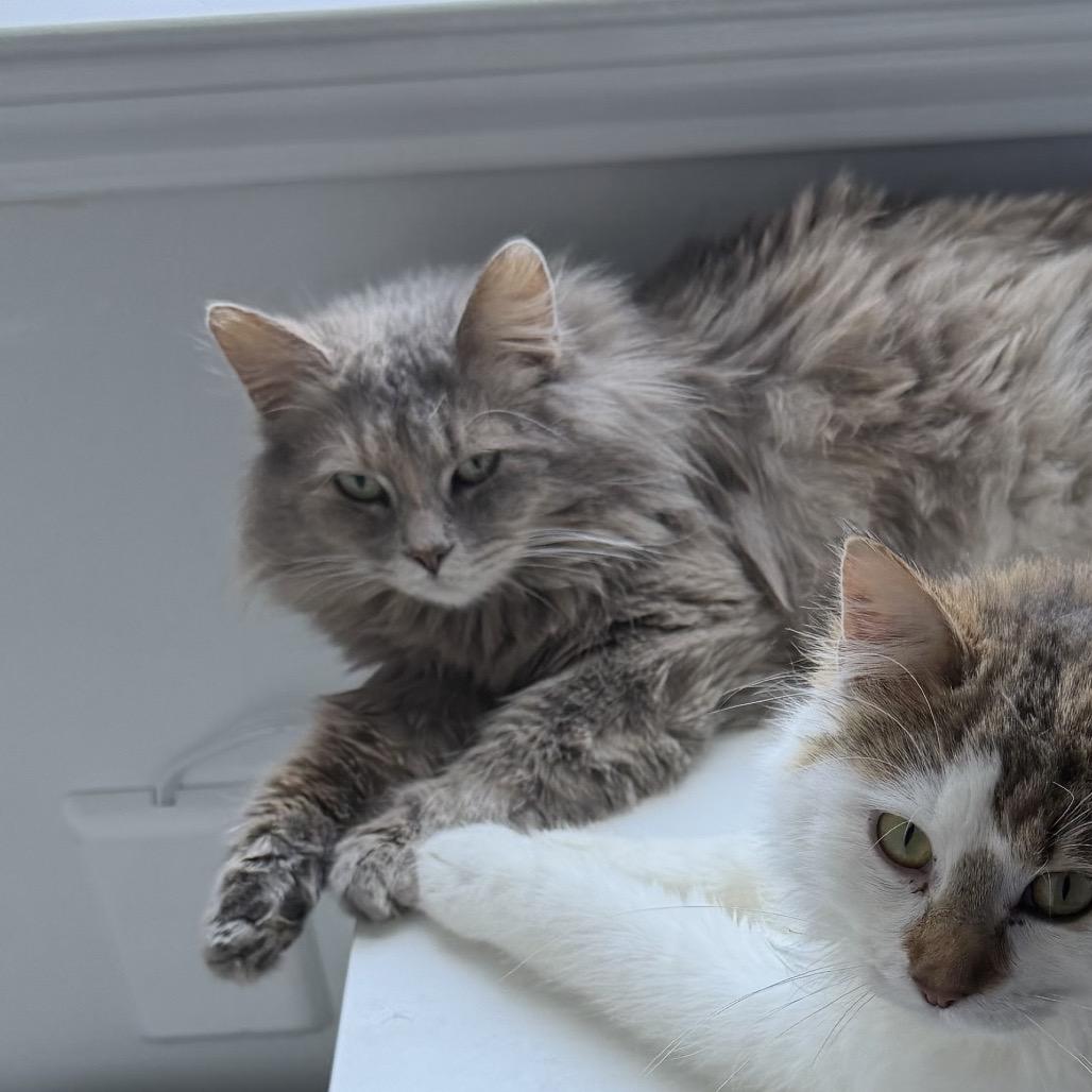 Enlarge Maeve, a Adoptable Domestic Long Hair in Lexington, KY image 2/3