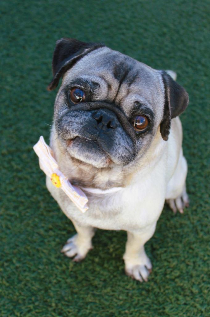 Charleston, Adoptable, Adult Male Pug.
