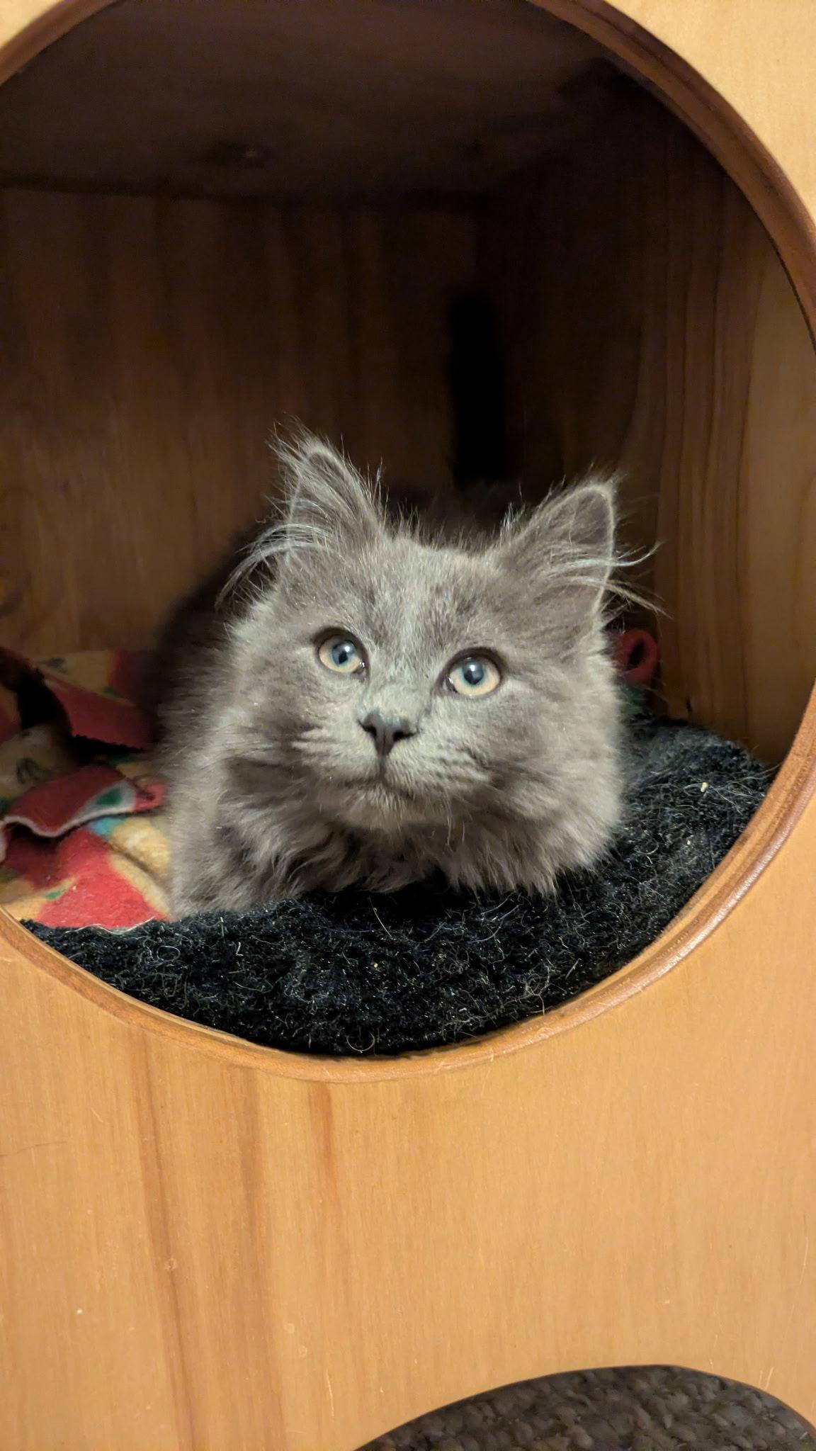 Puma, Adoptable, Kitten Male Domestic Long Hair.