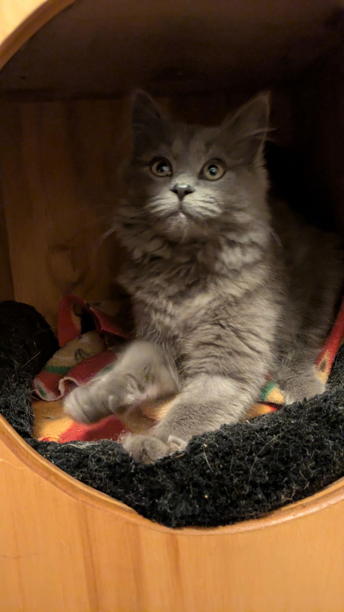 Enlarge Puma, a Adoptable Domestic Long Hair in Maggie Valley, NC image 2/3