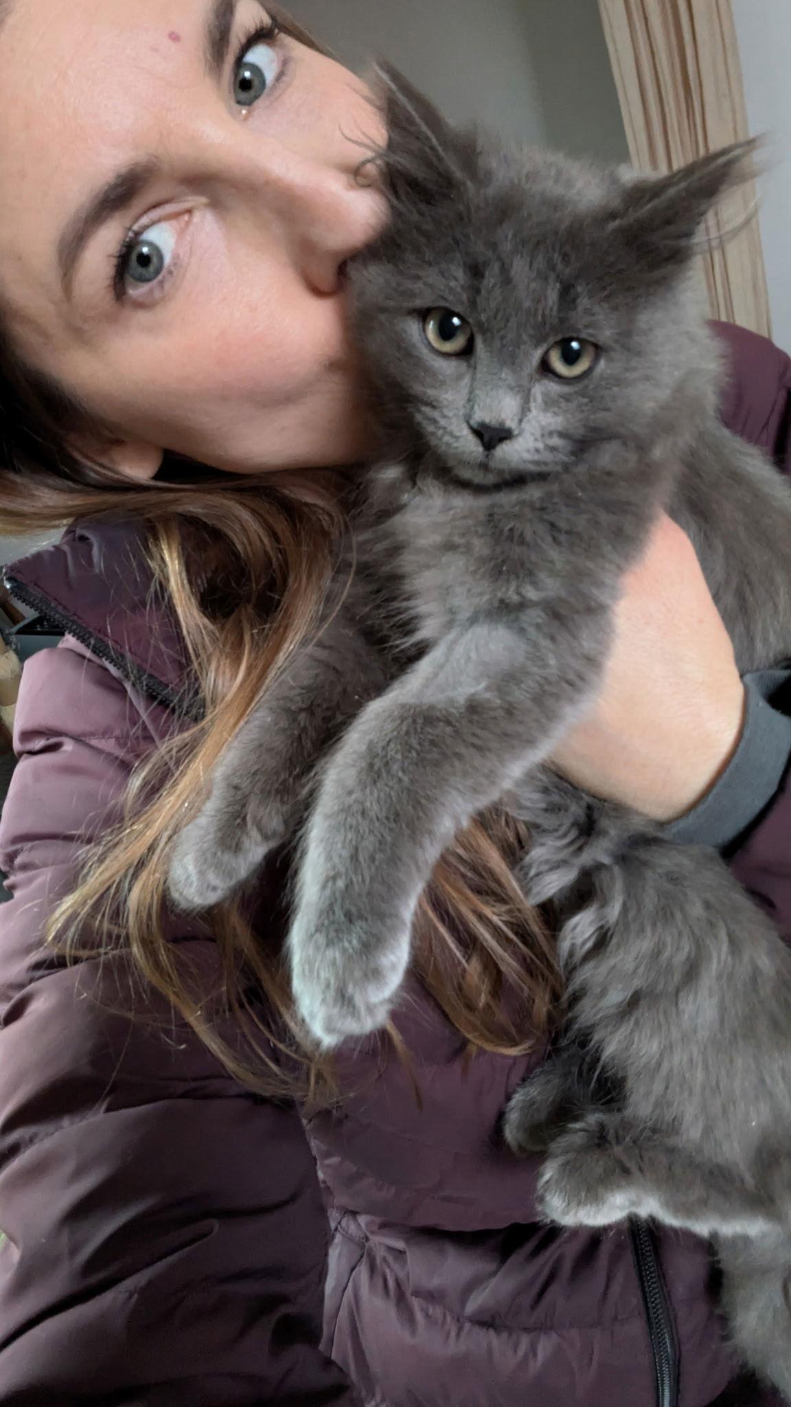 Enlarge Puma, a Adoptable Domestic Long Hair in Maggie Valley, NC image 3/3