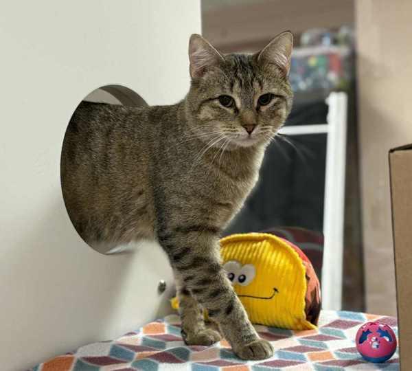 Sun, Adoptable, Young Male Domestic Short Hair.