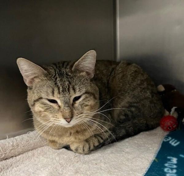 Enlarge Sun, a Adoptable mixed breed in Great Falls, MT image 2/2