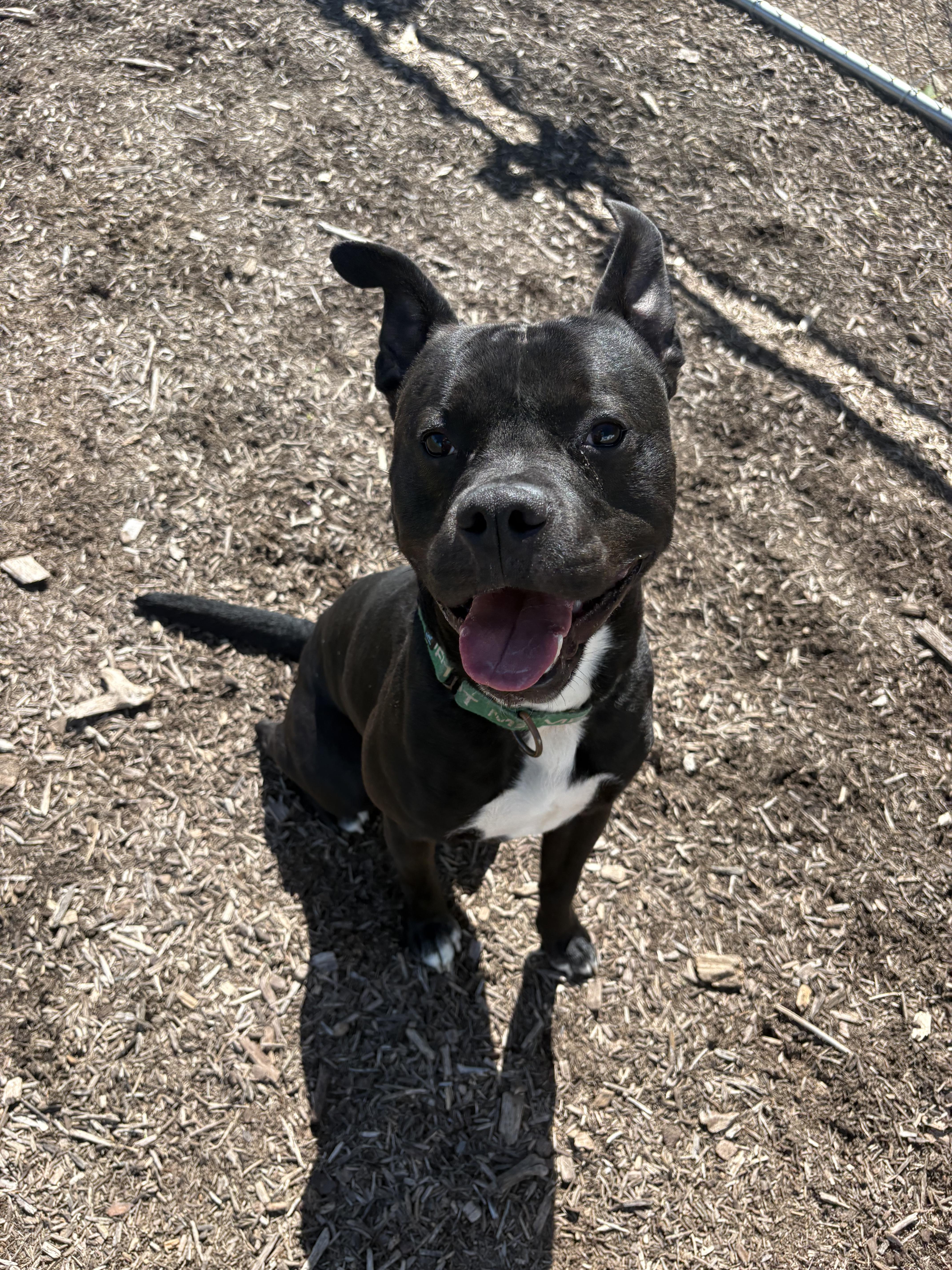 King, Adoptable, Adult Male Pit Bull Terrier.