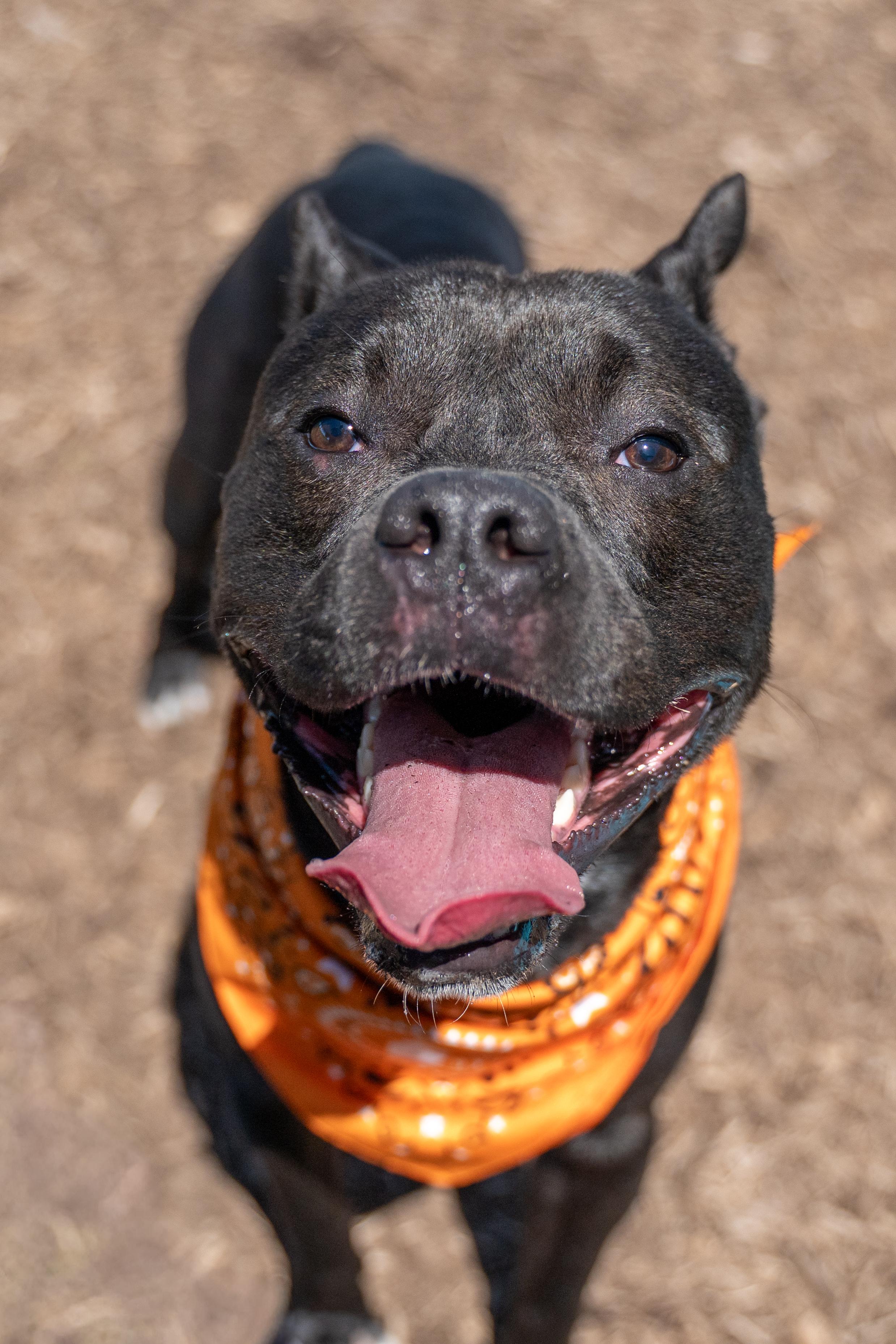 King, a Adoptable Pit Bull Terrier in Dillsburg, PA image 2/6