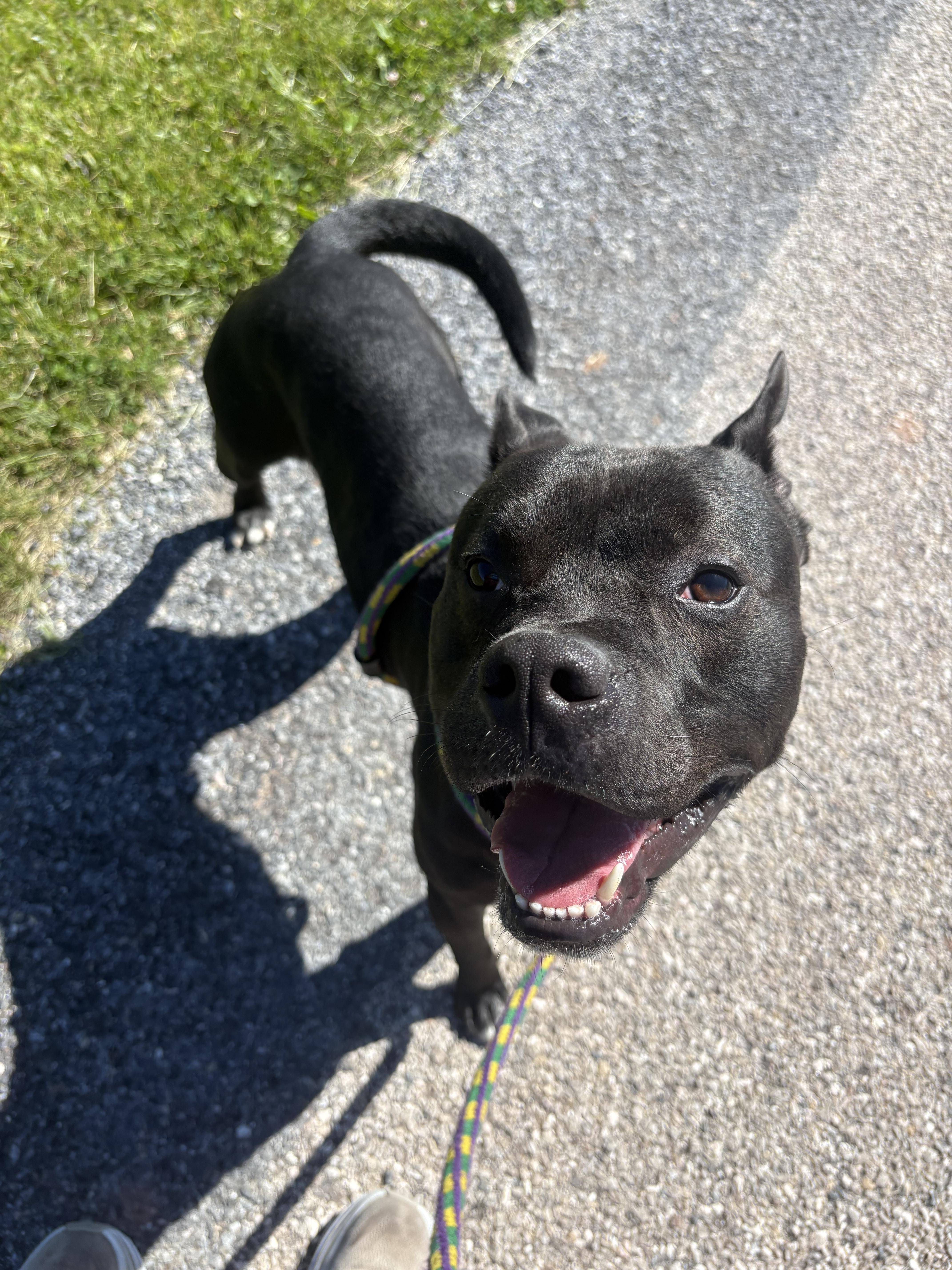 King, a Adoptable Pit Bull Terrier in Dillsburg, PA image 3/6