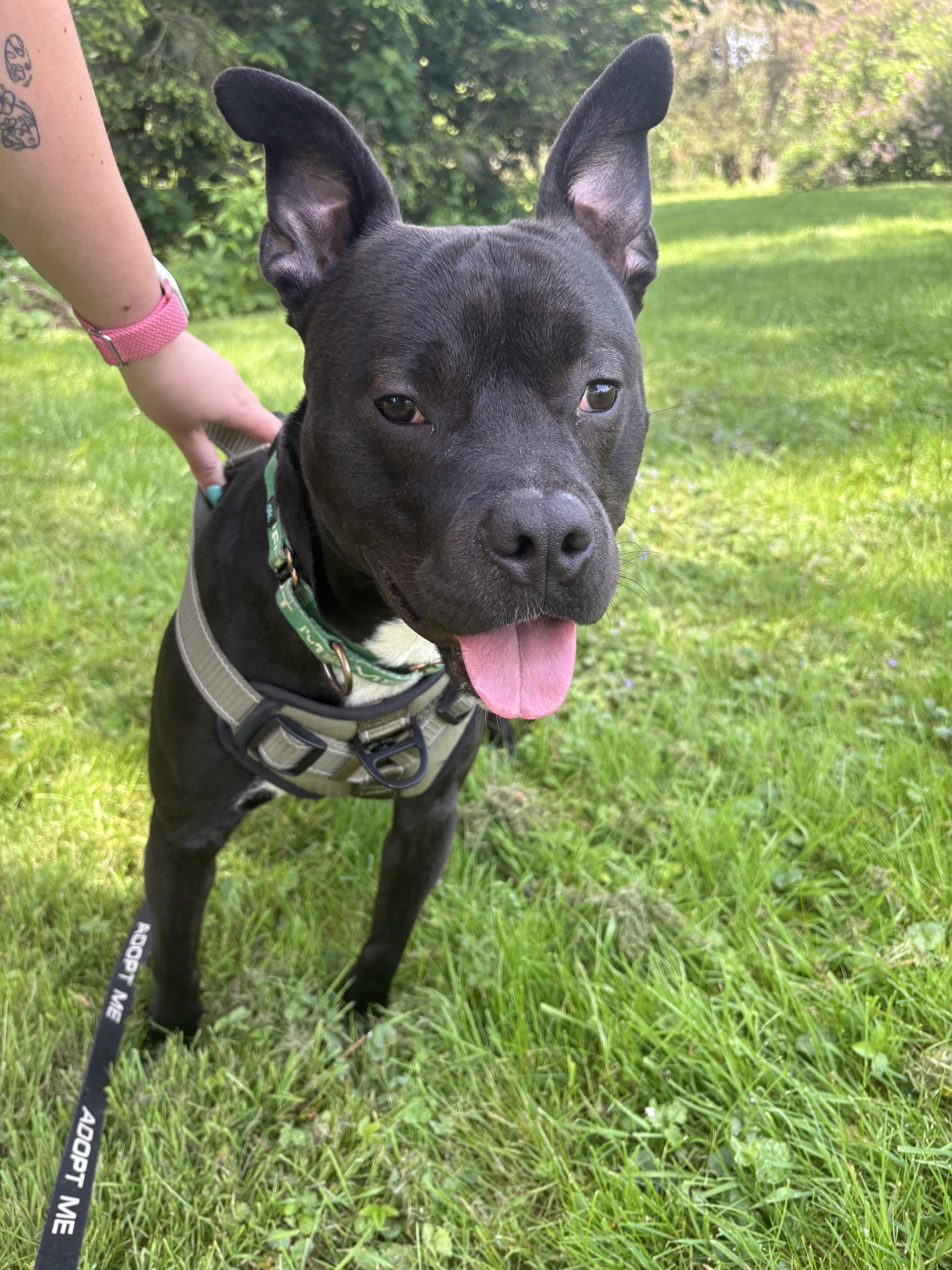 King, a Adoptable Pit Bull Terrier in Dillsburg, PA image 4/6