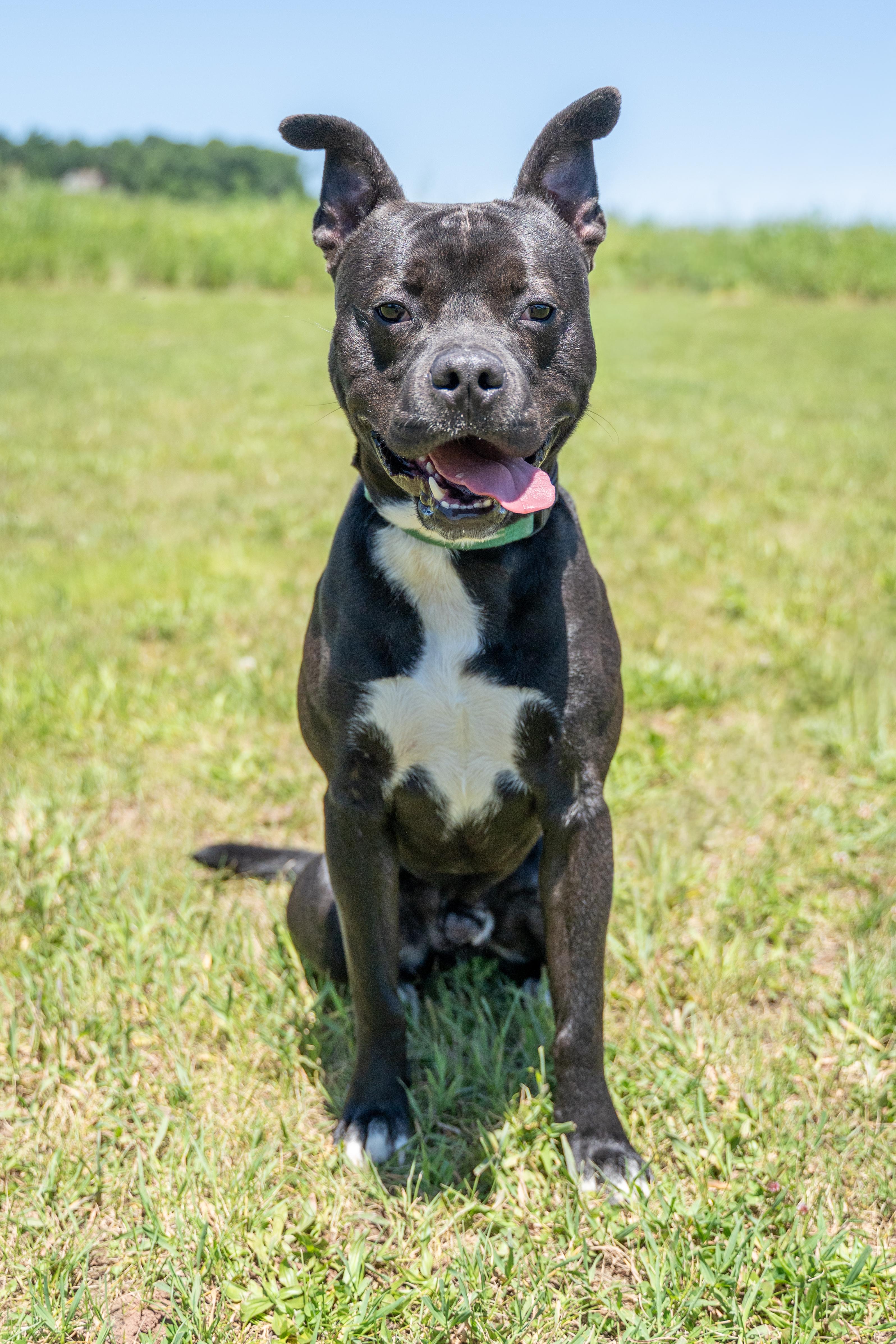 King, a Adoptable Pit Bull Terrier in Dillsburg, PA image 5/6