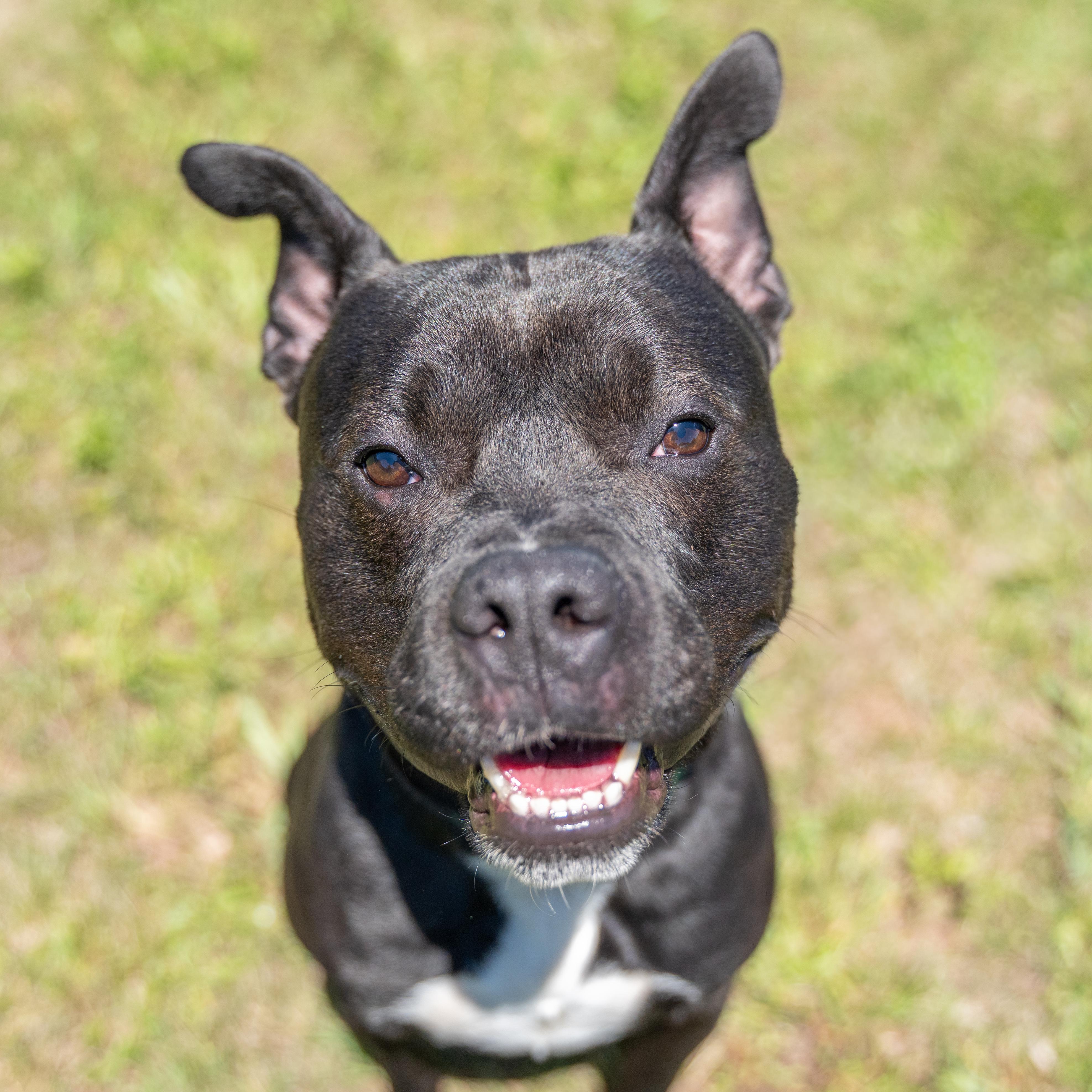 King, a Adoptable Pit Bull Terrier in Dillsburg, PA image 6/6