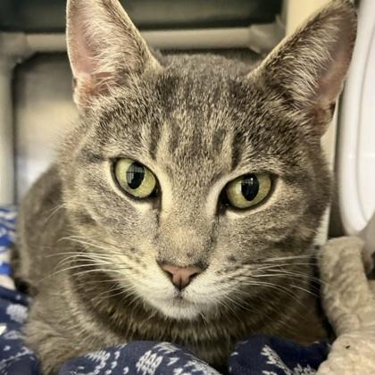 Sally O`Malley, Adoptable, Young Female Domestic Short Hair & Domestic Short Hair.