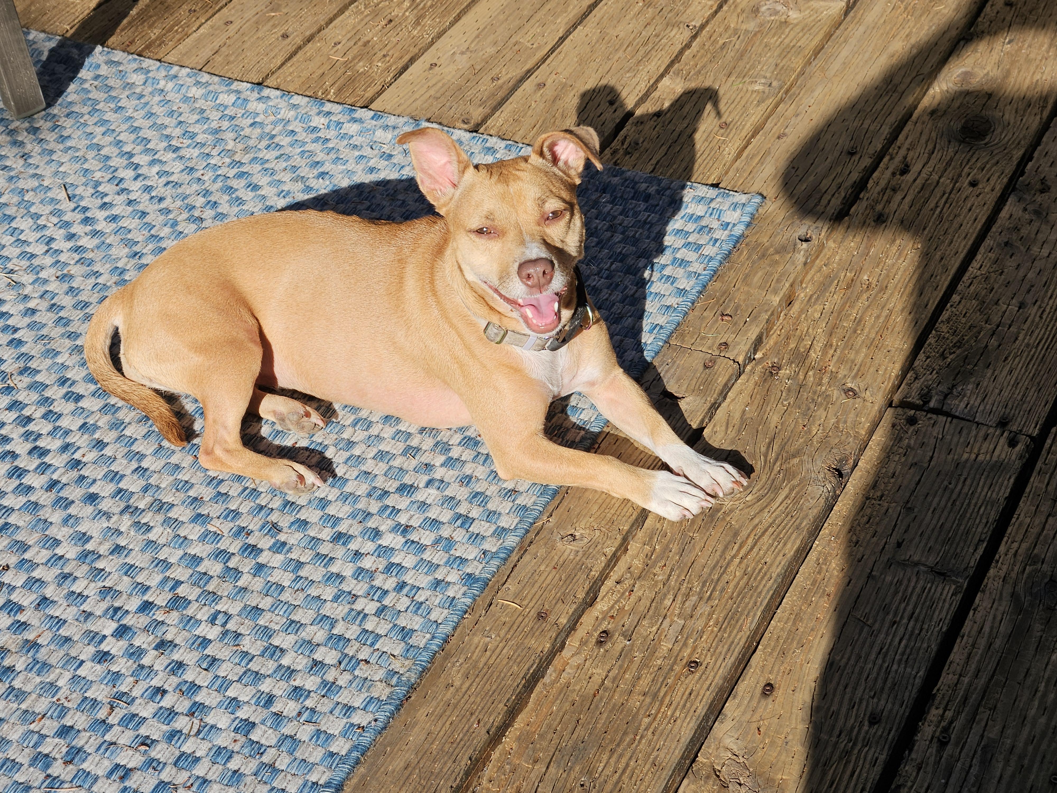 Neala, a Adopted mixed breed in Vancouver, WA image 2/2