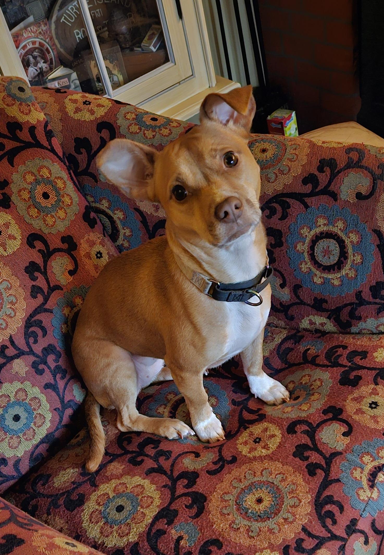 Neala, Adopted, Adult Female Chihuahua & Staffordshire Bull Terrier.
