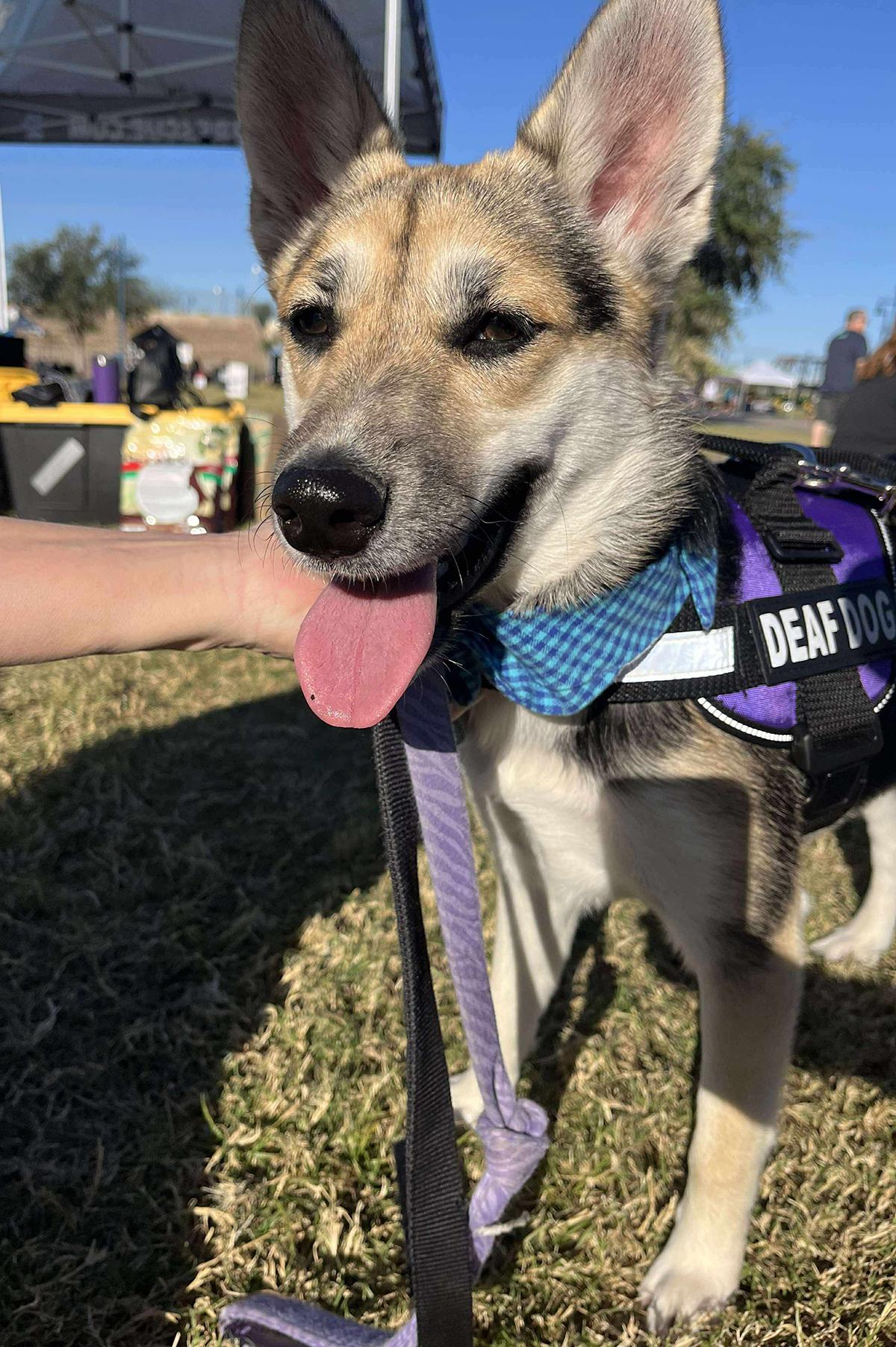 Rosie, a Adoptable mixed breed in Scottsdale, AZ image 3/6