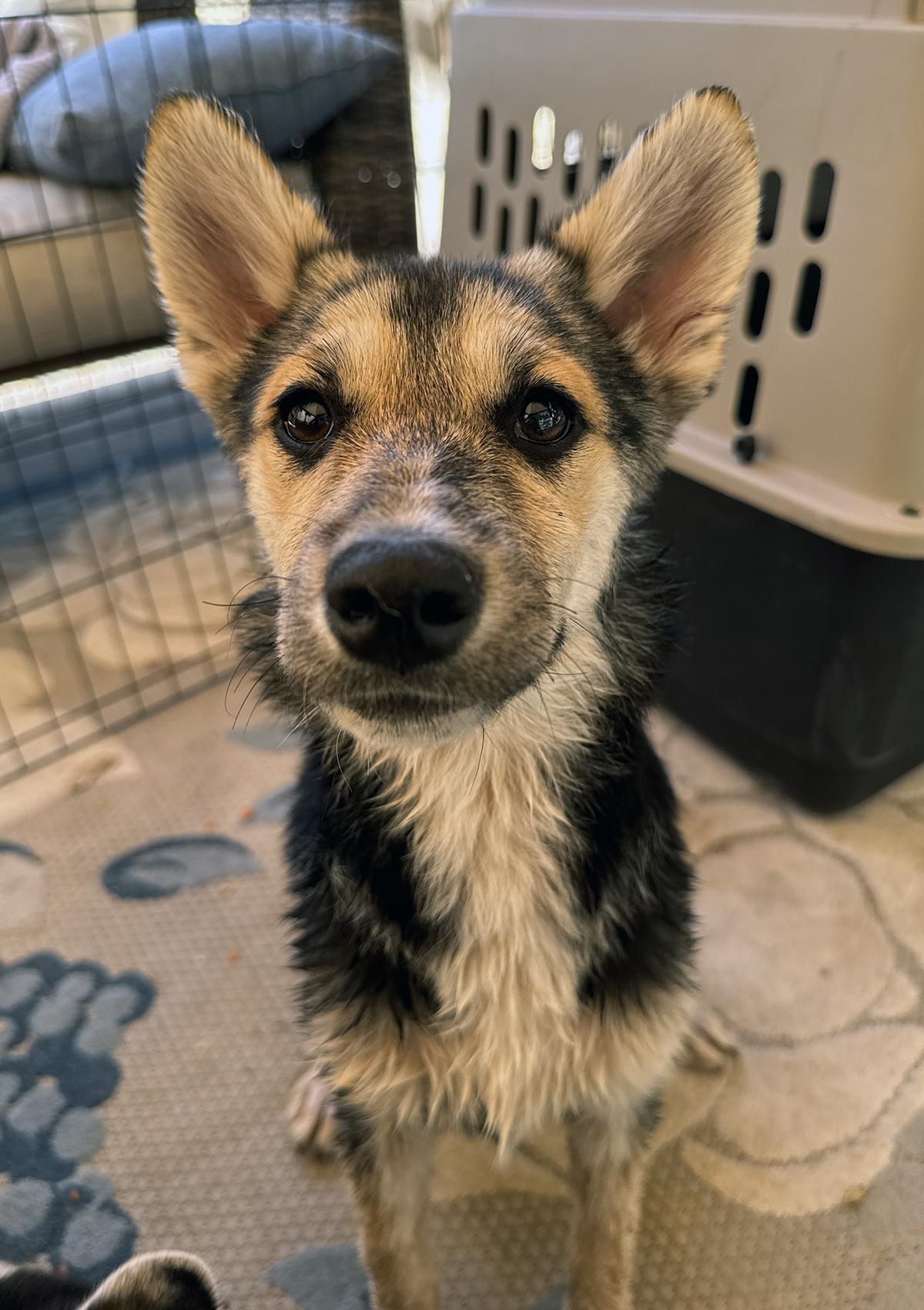 Rosie, a Adoptable mixed breed in Scottsdale, AZ image 6/6