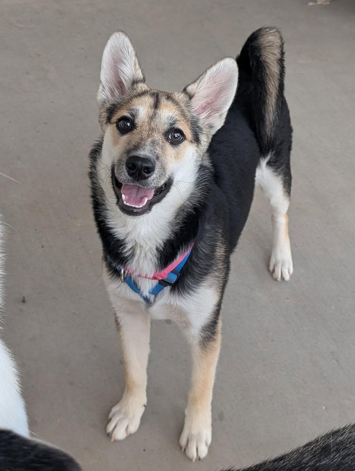 Rosie, a Adoptable mixed breed in Scottsdale, AZ image 5/6