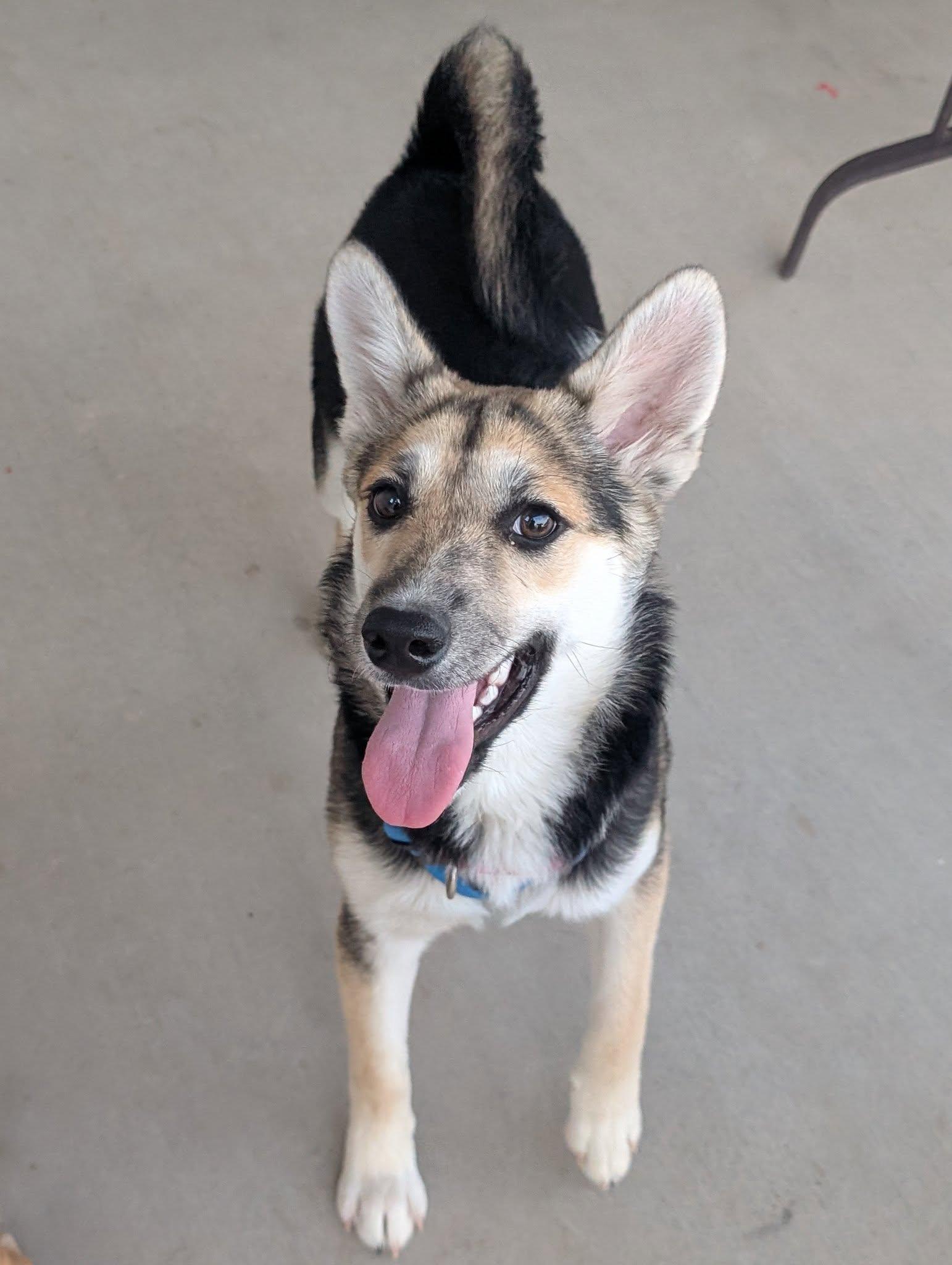 Rosie, a Adoptable mixed breed in Scottsdale, AZ image 4/6