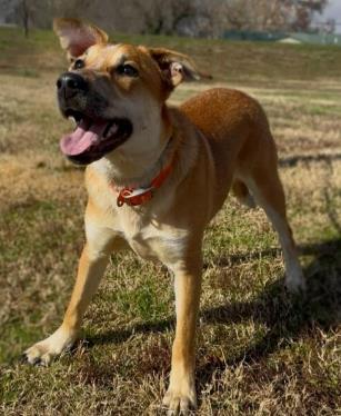 Woody — thumbnail 2