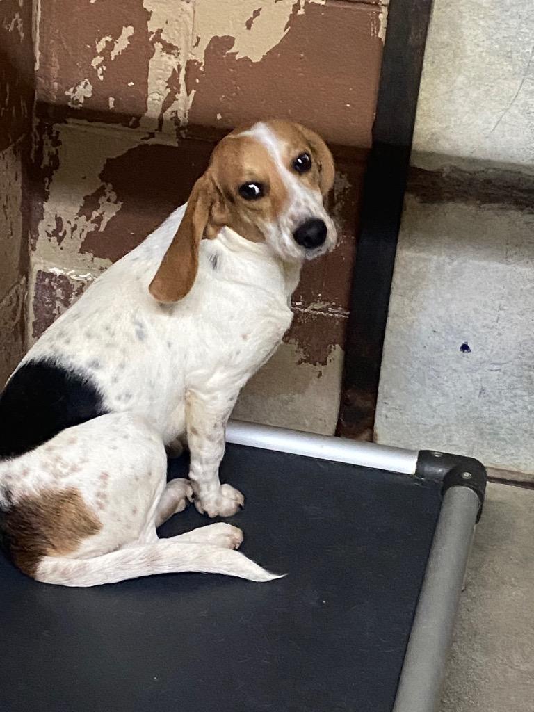 Duncan, Adoptable, Young Male Beagle.