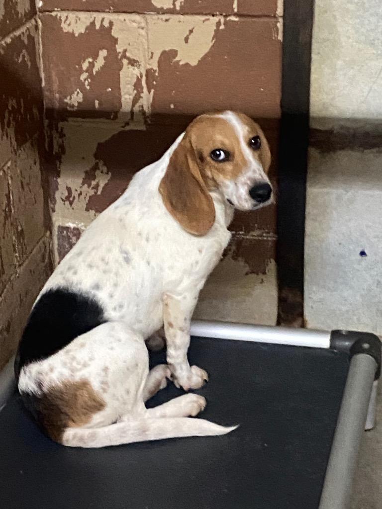 Enlarge Duncan, a Adoptable Beagle in Swainsboro, GA image 2/3