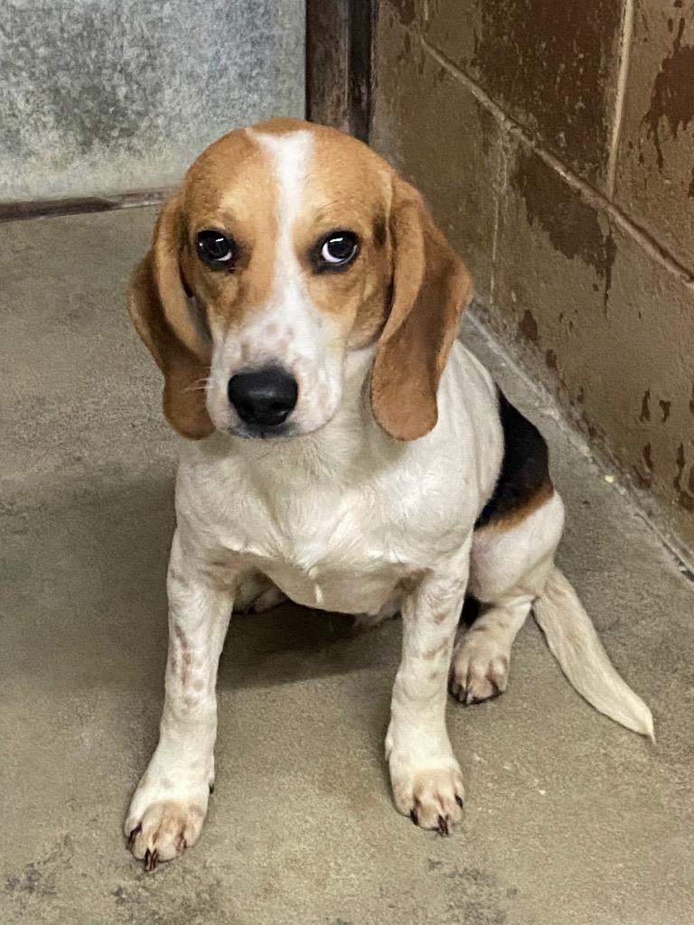 Enlarge Duncan, a Adoptable Beagle in Swainsboro, GA image 3/3